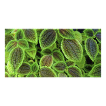 Coleus Plant Leaves Solenostemon Scutellarioides Personalized Photo Card