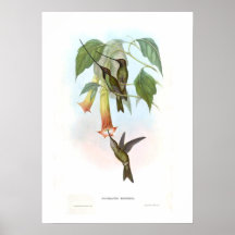 Colibri Affiche