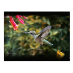 Colibri de la Géorgie en carte postale d'été