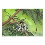 Colibri de mère sur le nid photos d’art