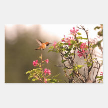 Colibri et fleurs autocollant en rectangle