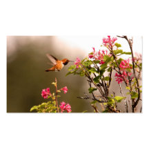 Colibri et fleurs cartes de visite personnelles