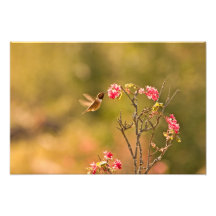 Colibri et fleurs roses photographes