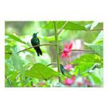 Colibri et fleurs tropicaux impressions photographiques