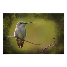 Colibri sur une brindille photo d’art