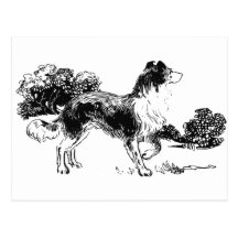 Colie Dog Post Card