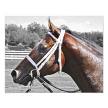 Collaborator Photo Print