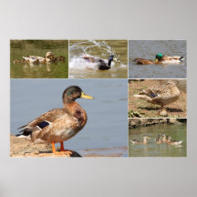 Collage de canards poster