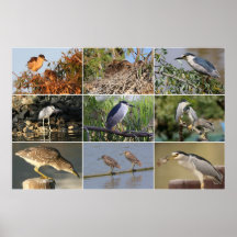 Collage de héron de nuit poster