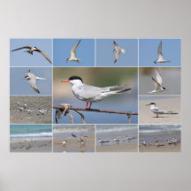 Collage de sternes affiches