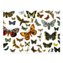 Collage européen de papillon carte postale