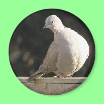 Collared Dove Magnet magnets