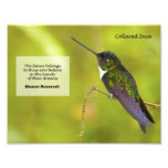 Collared Inca Photograph