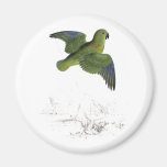 Collared Parrakeet by Edward Lear Magnet
