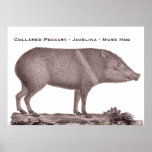 Collared Peccary - Javelina - Musk Hog - Tayaussa Print