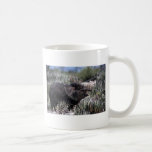 Collared peccary (javelina) yawning amid flowering coffee mugs