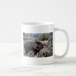 Collared peccary (javelina) yawning amid flowering mugs