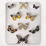 Collection impressionnante de papillon tapis de souris
