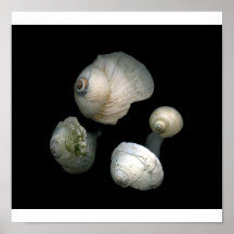 collection of  shells 2 poster
