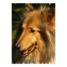 Collie Breed Invitation