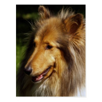 Collie Dog Photograph postcards