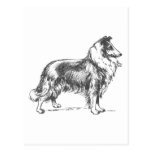 Collie Dog Postcard