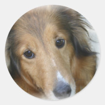 Collie Dog Sticker