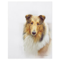 Collie Head Study in Colour