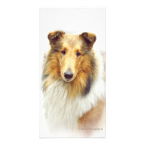 Collie Head Study in Colour