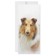 Collie Head Study in Colour