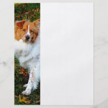 Collie on Lawn Personalized Flyer