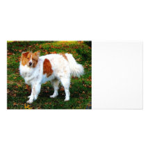 Collie on Lawn Photo Cards