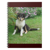 Collie puppy   notebook