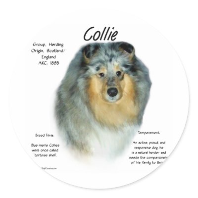 Collie (rough merle) History Design by GreyWolfCreation