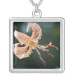 Collier de lis tigré