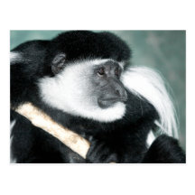 Colobus Ricci Postcard
