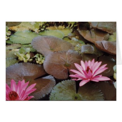 Colombian Lilies  Greeting Cards by Costales