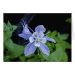 colombineflowerrmnp greeting card