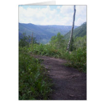 Colorado Aspen Cards