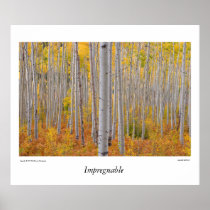 Colorado Aspen Tree Forest Poster