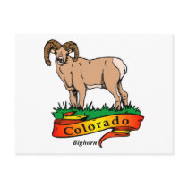 Colorado Bighorn Postcard