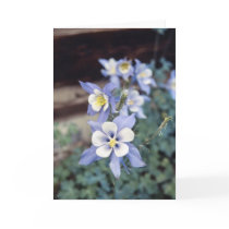 Colorado Blue Columbine Greeting Card