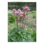 Colorado Columbine Birthday Card