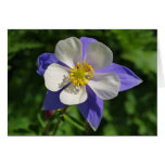Colorado Columbine Greeting Cards