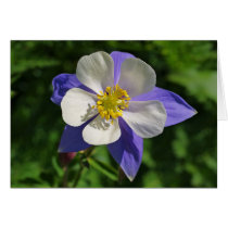 Colorado Columbine Greeting Cards