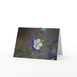 Colorado Columbine Greeting Card