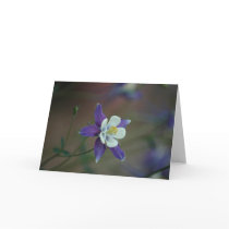 Colorado Columbine Greeting Card