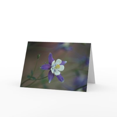 Colorado Columbine Greeting Card by skatada