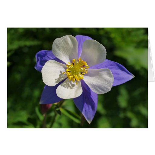Colorado Columbine Greeting Cards
