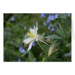 Colorado Columbine Greeting Cards